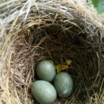 Air India Bird Nest Incident 2025: A Wake-Up Call for Aviation Safety and Investment Opportunities