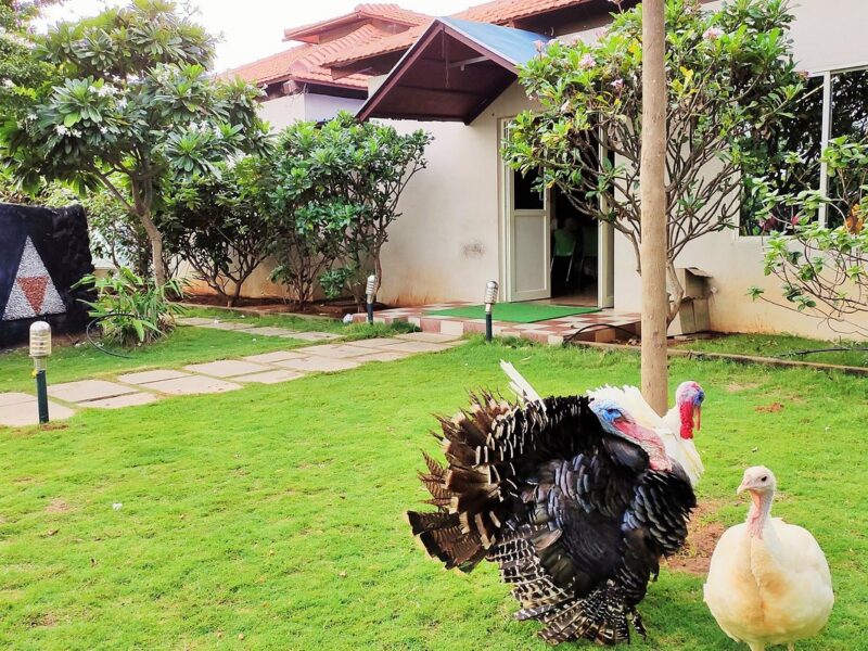 Invest and takeover Running Hotel Business in Chikkaballapur, Bangalore. Veg & Non Veg hotel.