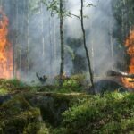 Grand Canyon Fire 2025: Dragon Bravo Devastates North Rim, Boosts Firetech Investments