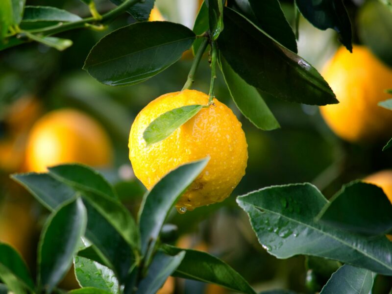 Investment Opportunity: High-Tech Production of Health-Enhancing Juices, Smoothies, and Purees