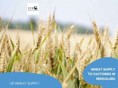 Premium Wheat Grain Supply for Mid-Size Biscuit Factories in Bengaluru – Direct from Eastern UP Mandis