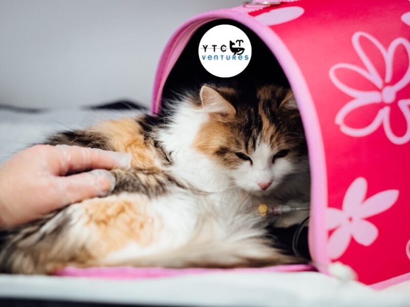 SEEKING G+1 COMMERCIAL SPACE IN MANGALORE FOR 24x7 PET HOSPITAL PROJECT