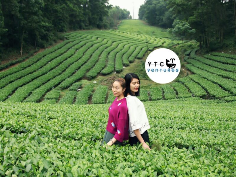 Organic Tea. Global Markets. Meghalaya. Seeking Strategic Investors & Joint Venture Partners