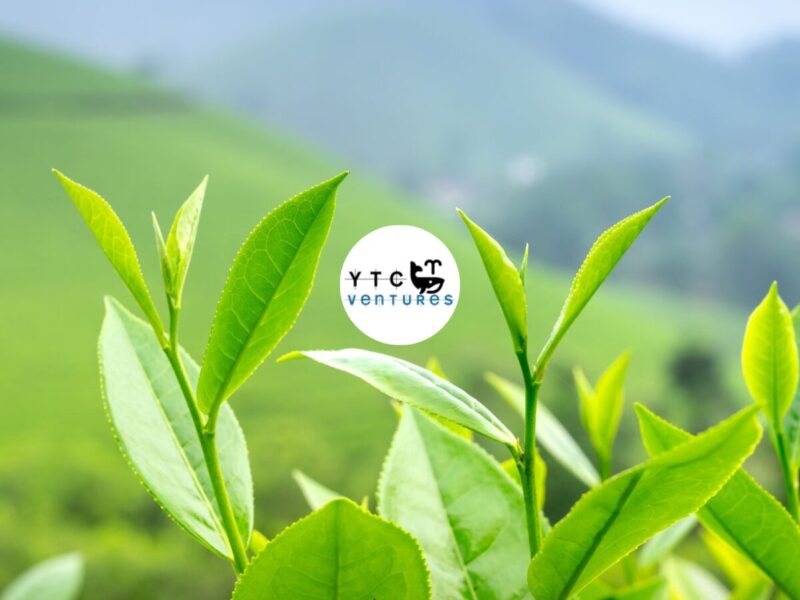 Organic Tea. Global Markets. Meghalaya. Seeking Strategic Investors & Joint Venture Partners