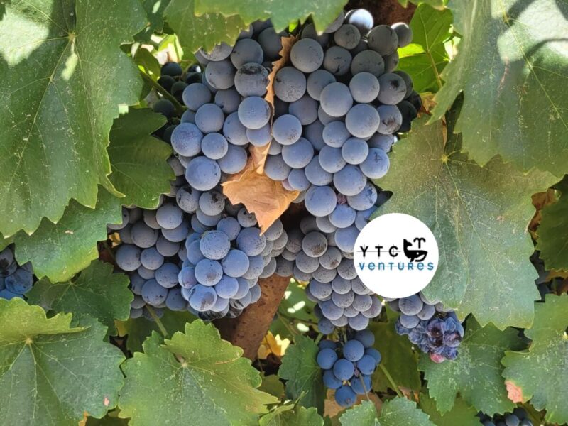 Winery Investment Opportunity Near Bangalore International Airport