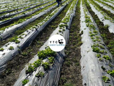 KENYA AGRIBUSINESS & FOOD PROCESSING INVESTMENT OPPORTUNITY
