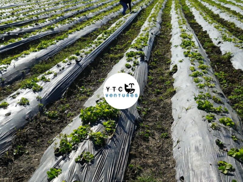 KENYA AGRIBUSINESS & FOOD PROCESSING INVESTMENT OPPORTUNITY