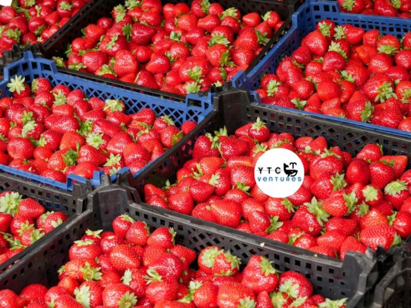 Investment Opportunity: Controlled-Environment Strawberry Farm in Bangladesh